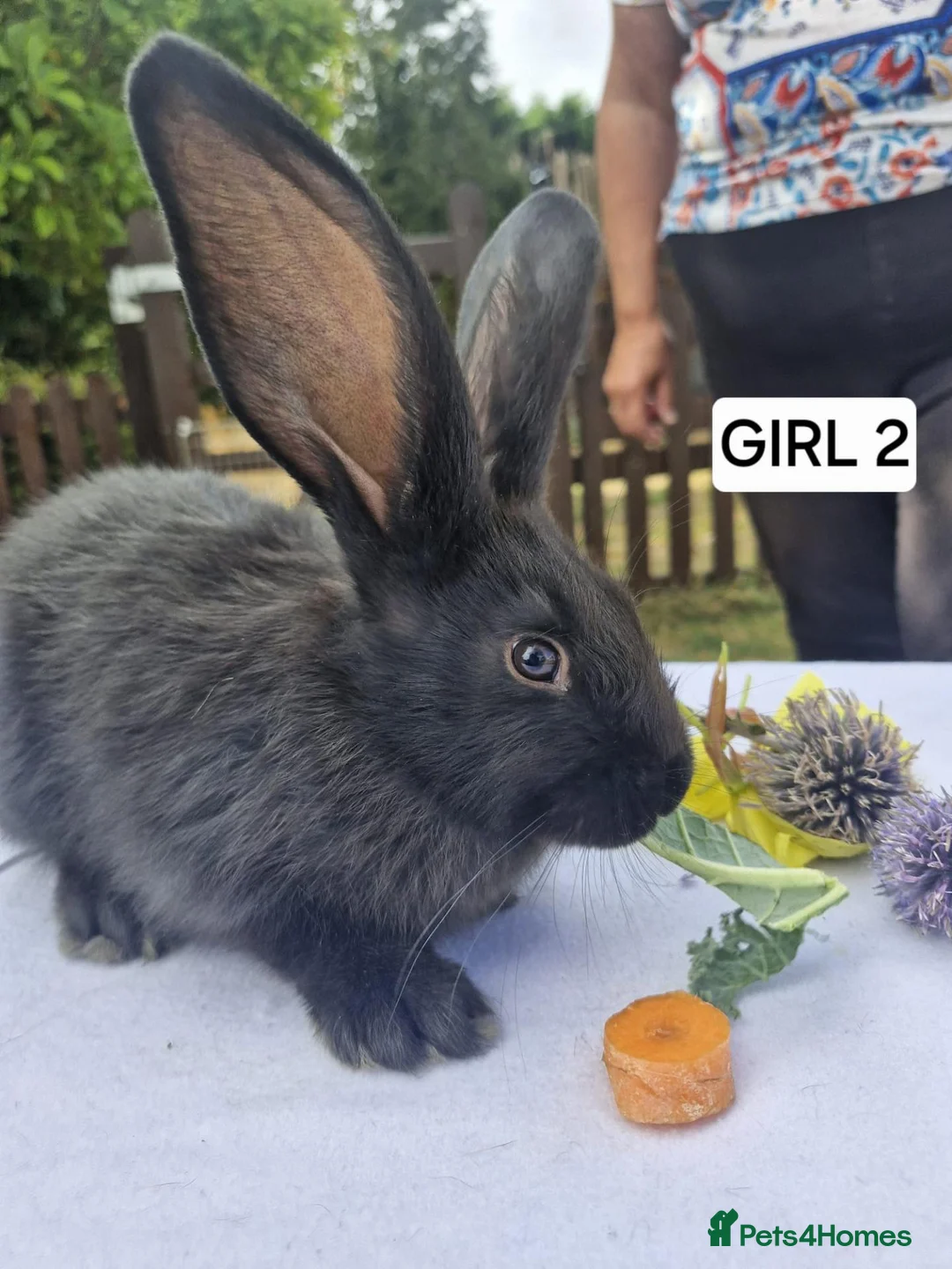 Continental Giant rabbits for sale: One female giant - Advert 1