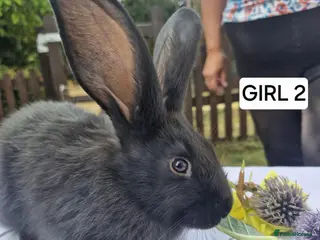 Continental Giant rabbits One female giant - Advert 1