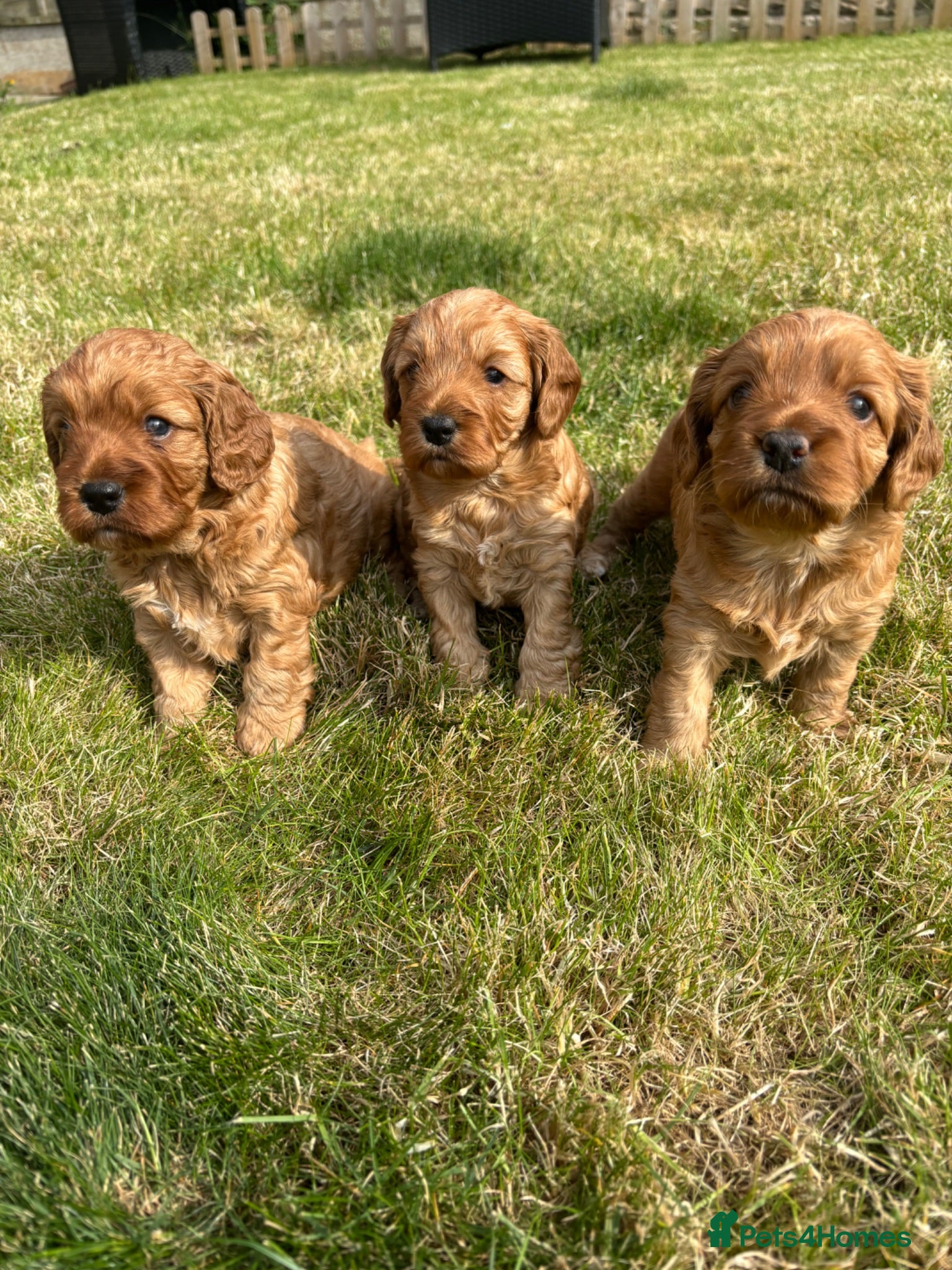 Cockapoo dogs BEAUTIFUL RED TOY COCKAPOOS! - Advert 1