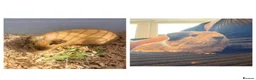 Guinea Pig rodents for sale: Father and son piggies - Advert 1