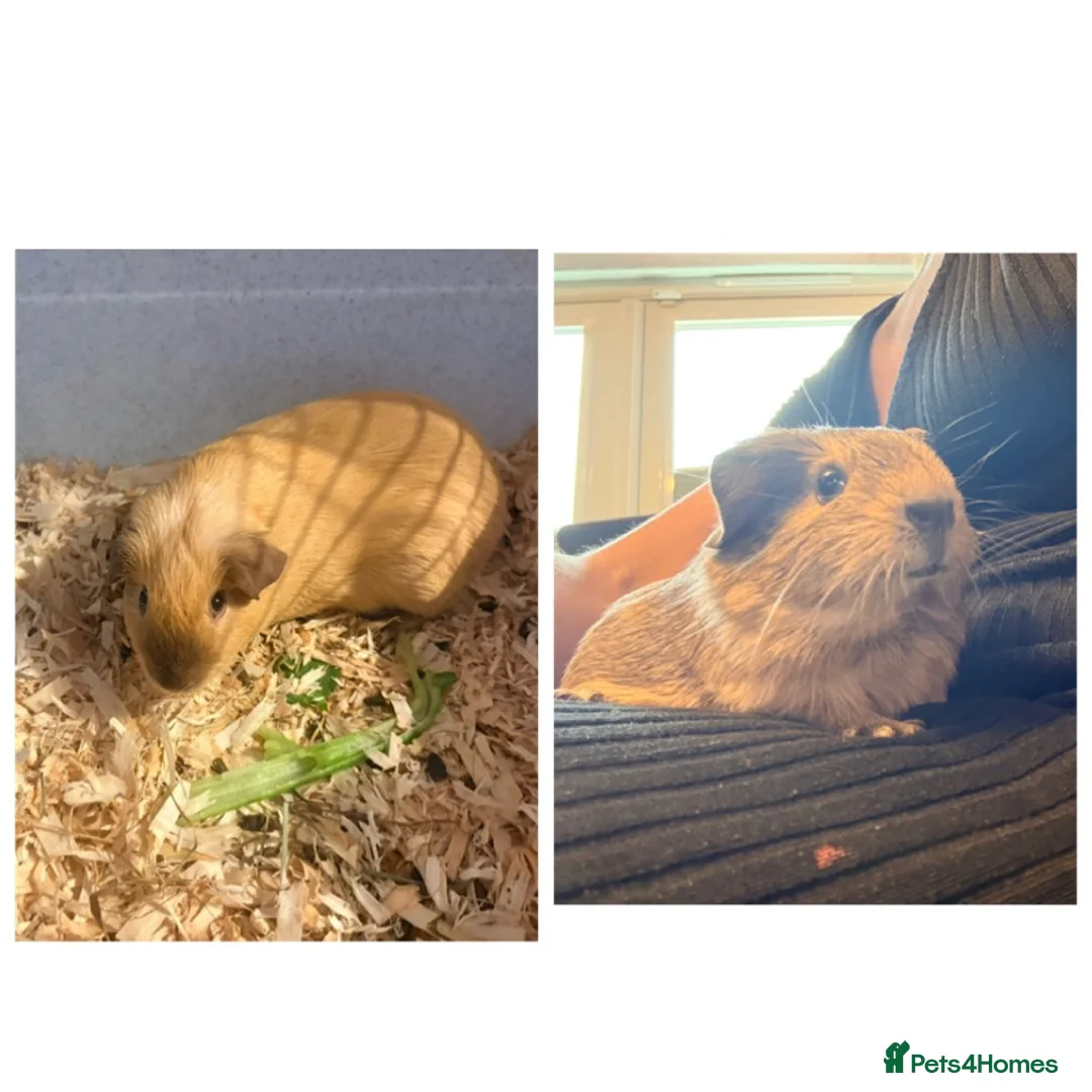 Guinea Pig rodents for sale: Father and son piggies - Advert 1
