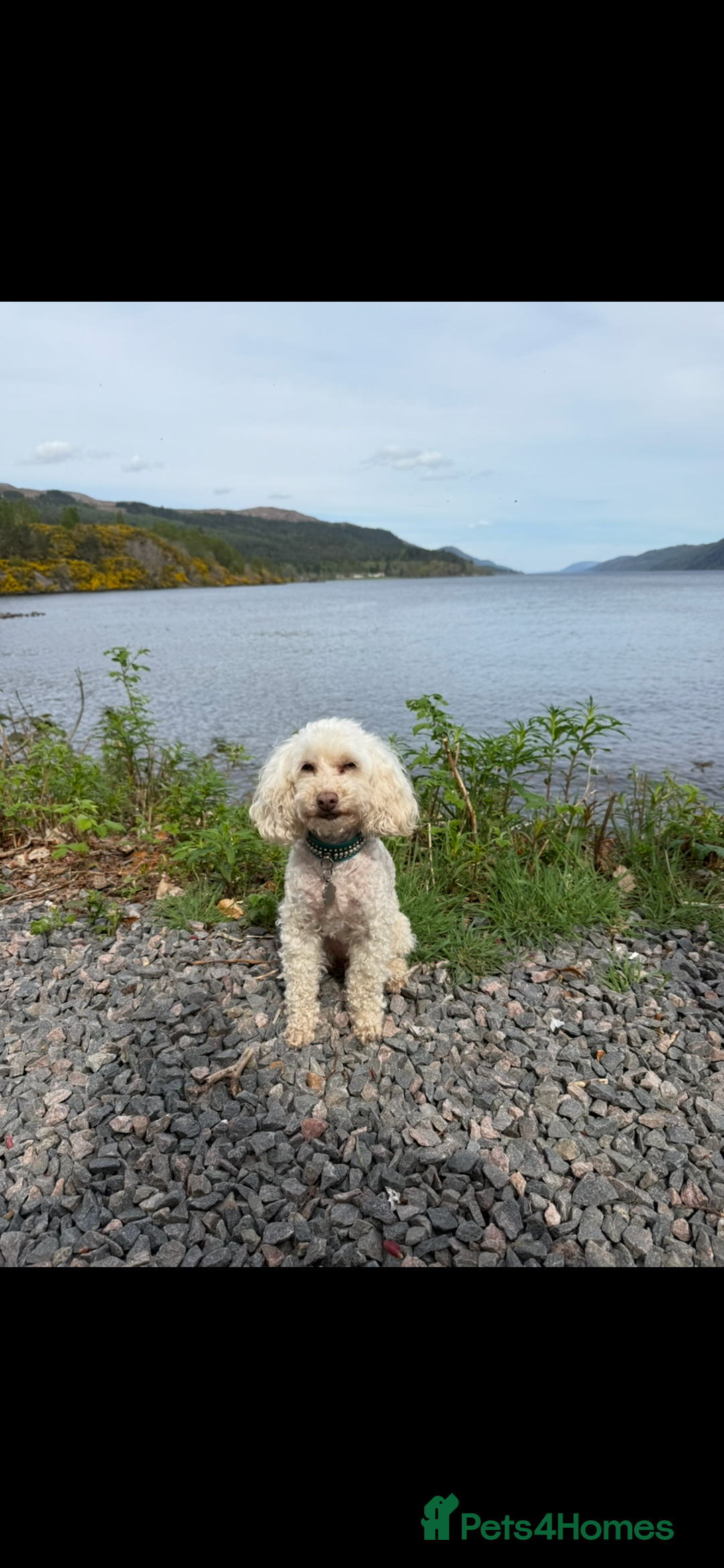 Toy Poodle dogs for sale: Toy poodle  - Advert 1