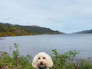 Toy Poodle dogs Toy poodle - Advert 18