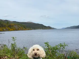 Toy Poodle dogs Toy poodle - Advert 5