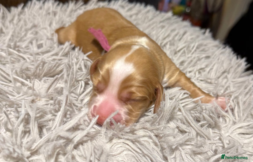 Sprocker dogs for sale: Sprocker puppies  - Advert 4