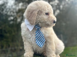 Mixed Breed dogs F1B SAINTBERNADOODLE FULL VET CHECKED ALL HEALTHY - Advert 8