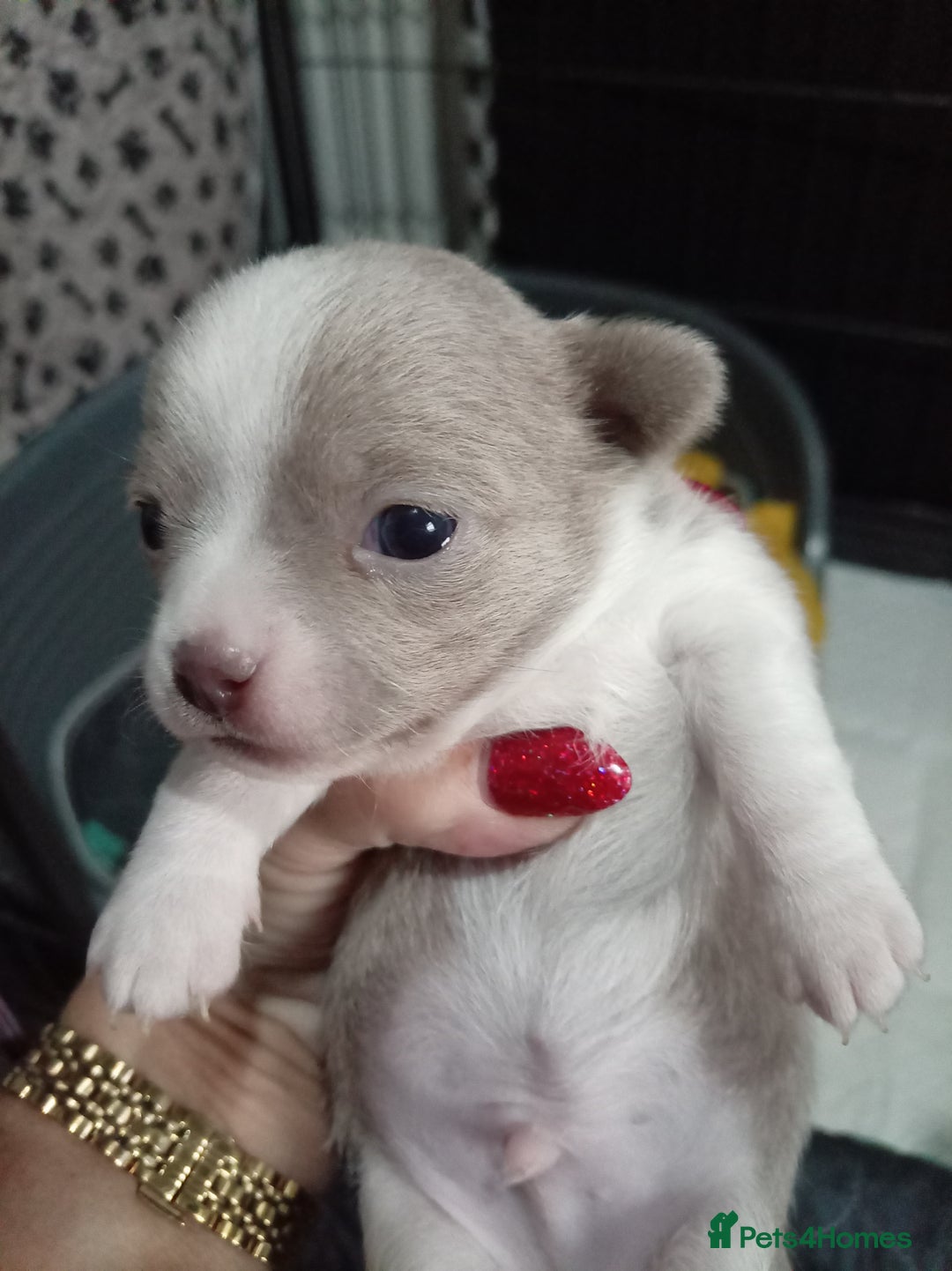 Chihuahua dogs for sale: Chihuahua puppies - Advert 8