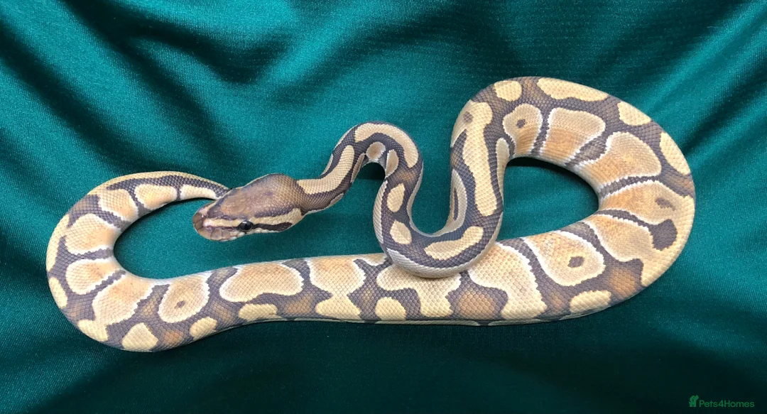 Python Snake reptiles for sale: Enchi, Ghost, Royal Python in Chesterfield - Advert 2