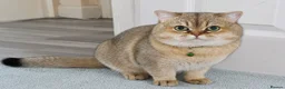 British Shorthair cats for stud: NY12⚜️GOLDEN BSH 🏆 TICA and GCCF reg 🩸 blood B - Advert 5