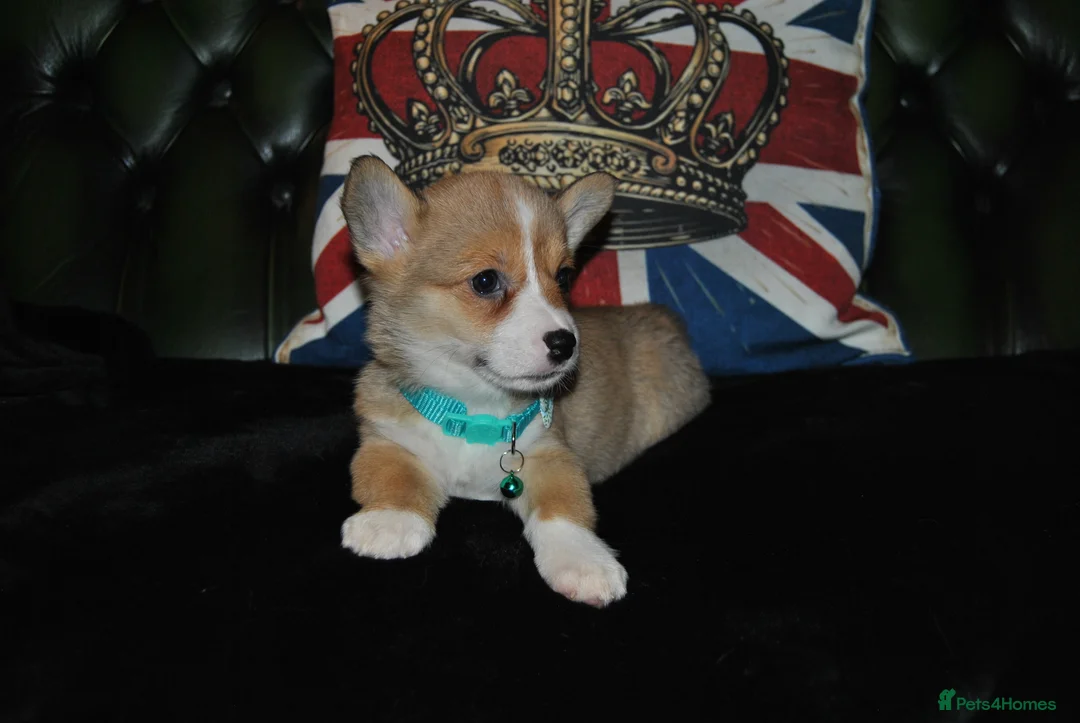 Welsh Corgi Pembroke dogs for sale: Are Beautiful Girls Storm/Darling/Petal - Advert 37