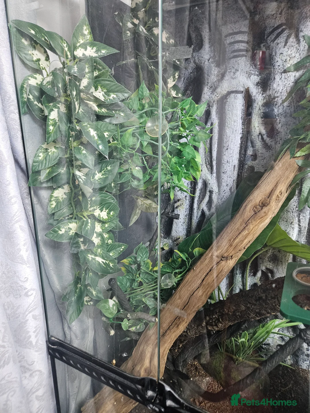 Gecko reptiles for sale: Created gecko for sale  - Advert 1