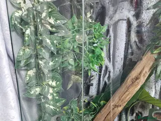 Gecko reptiles Created gecko for sale - Advert 1