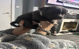 Staffordshire Bull Terrier dogs for sale: ✨ Blue Staffy Pups – Happy, Healthy & Loving!  - Image 12