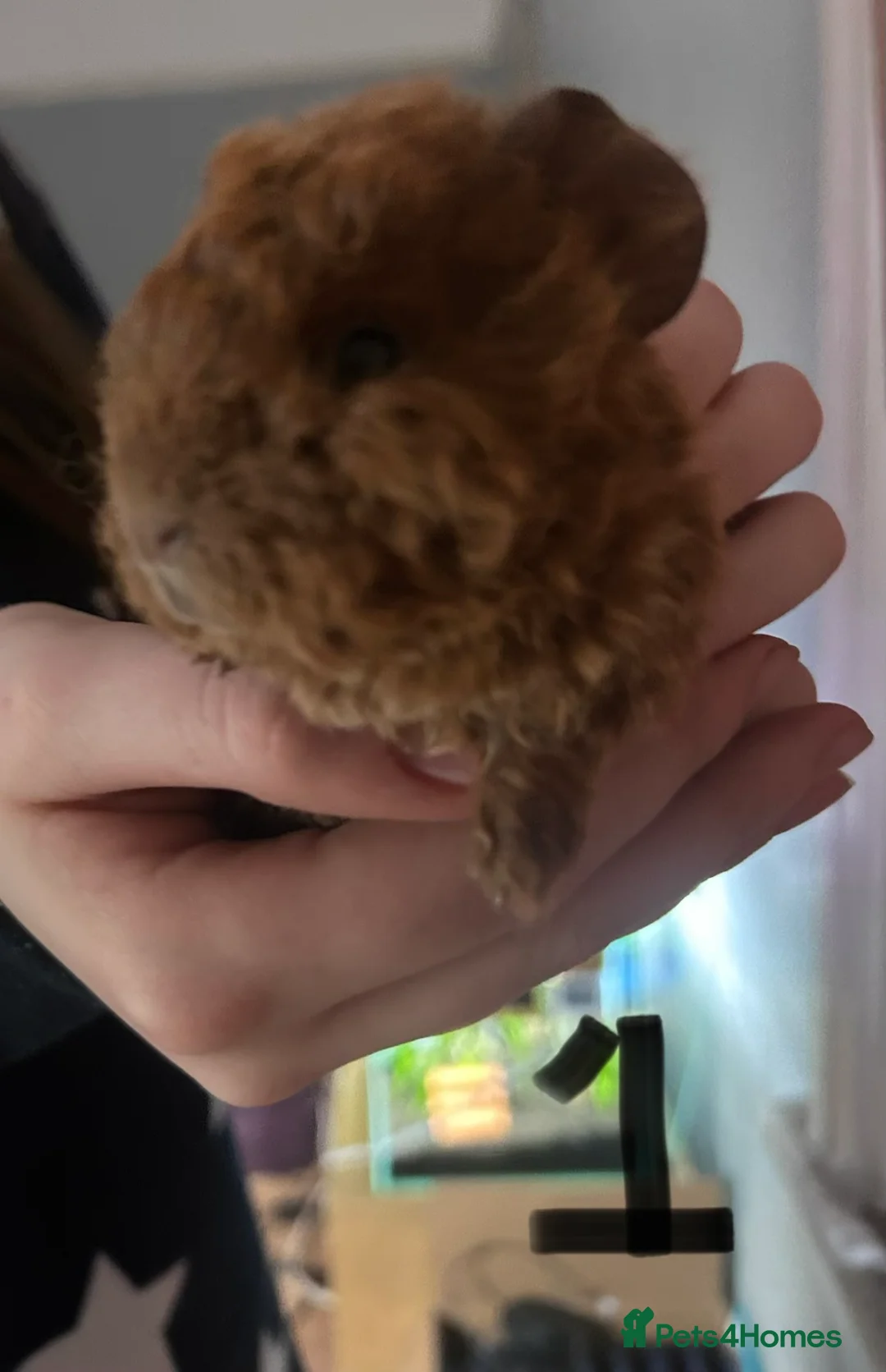 Guinea Pig rodents for sale: Texal Female and male guinea pigs - Advert 2