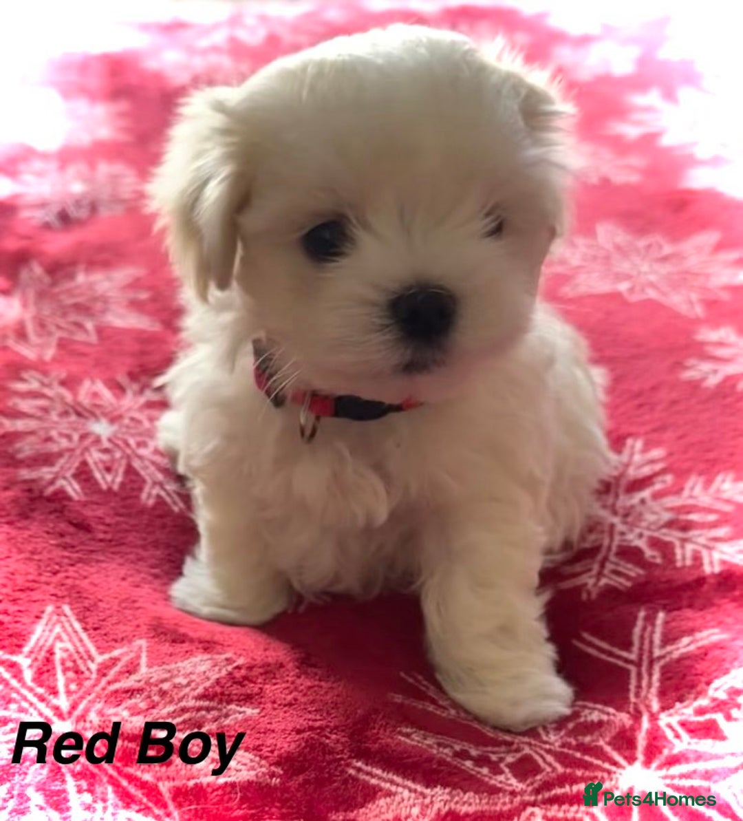 Maltese dogs for sale:  KC Registred Maltese puppies  - Advert 20