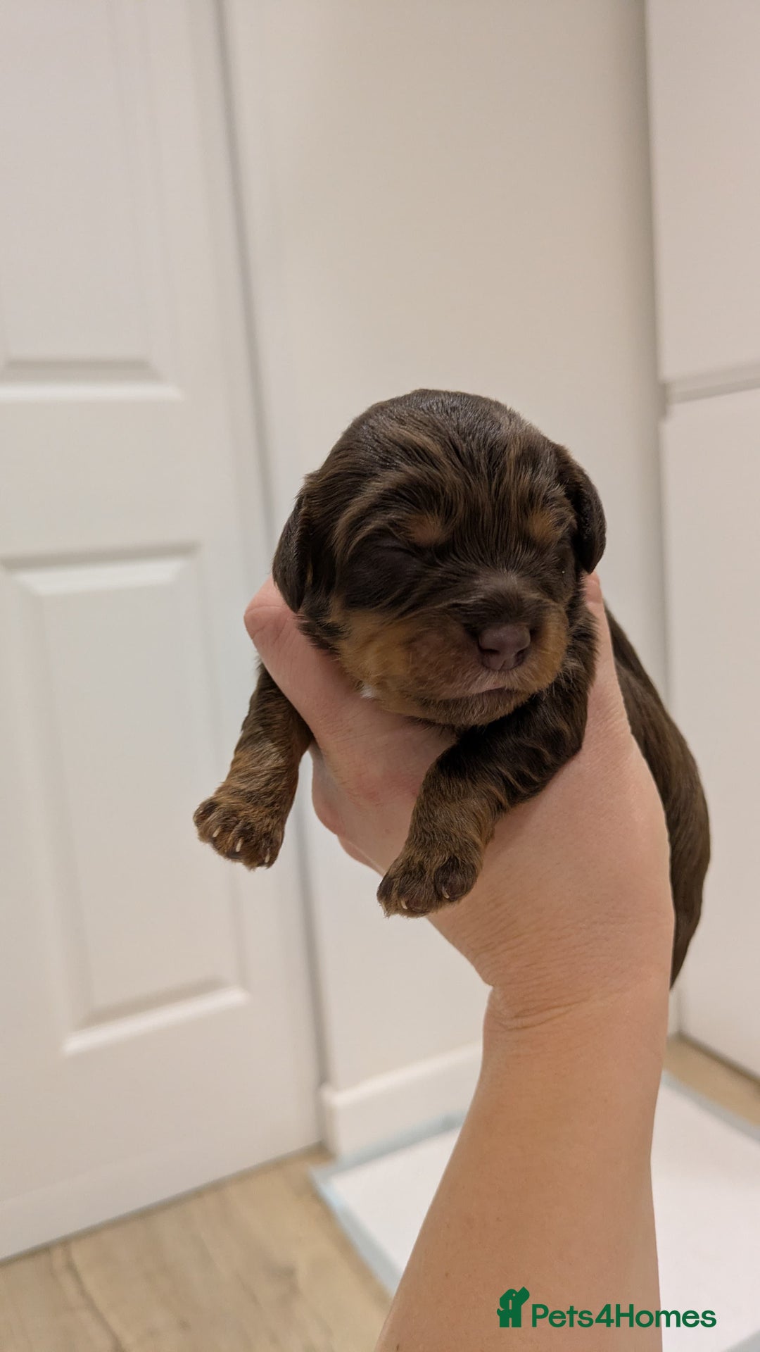 Cavapoo dogs for sale: F1 Cavapoos - Parents DNA Health Tested  - Advert 10