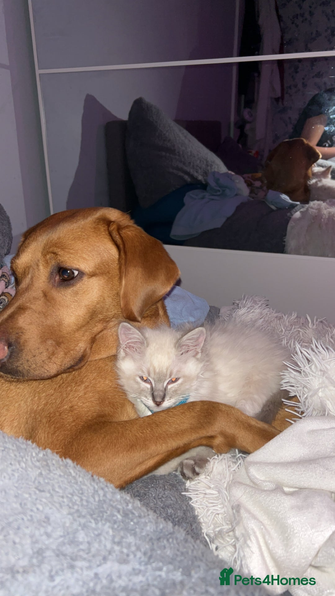 Ragdoll cats for sale: Totally adorable pure Ragdoll boys - Advert 6