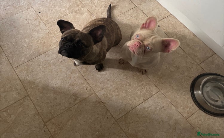 French Bulldog dogs - Advert 10