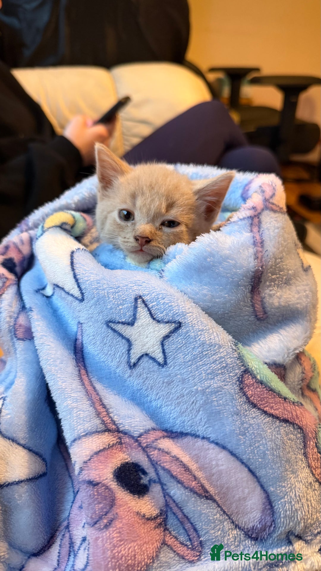 Mixed Breed cats for sale: 🐾Adorable Litter of 5 Kittens Ready now🐾  - Advert 7