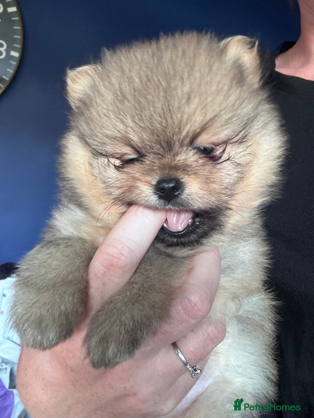 Pomeranian dogs for sale: 🏆 KC HEALTH TESTED POMERANIAN PUPPIES 🏆  - Image 14