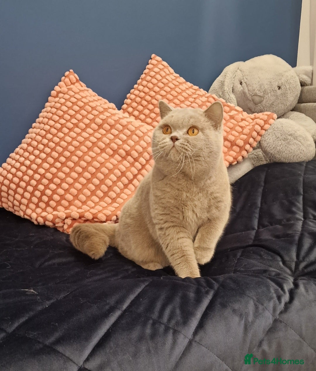 British Shorthair cats for stud: Amasing British Shorthair Lilac for stud - Image 18