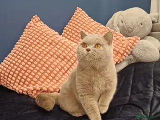 British Shorthair cats 🌟Exclusive Import ⭐World-Class Type🌟 - Advert 2