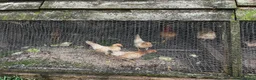 Chickens poultry for sale: Serama Trios for Sale in Battle - Advert 3