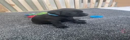 Labrador Retriever dogs for sale: Beautiful KC Registered litter of Labrador puppies in Worcester - Advert 5