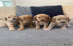 Cavapoo dogs for sale: F1B CAVAPOO PUPPIES  - Image 1