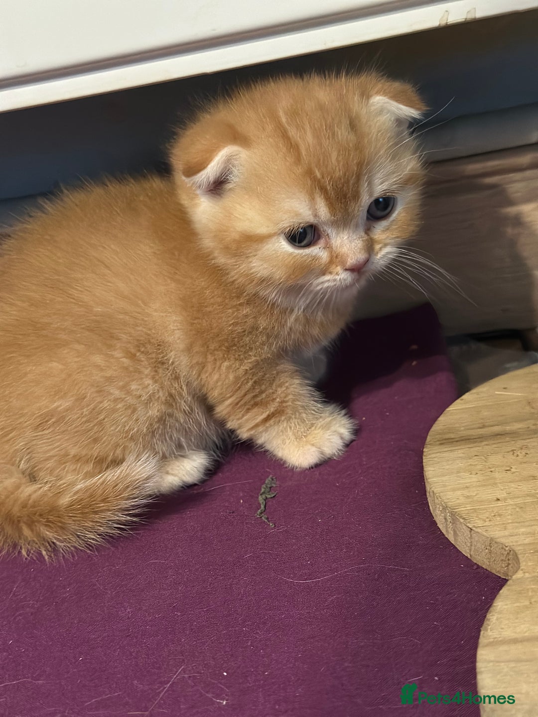 Scottish Fold cats for sale: Golden Scottish fold kittens - Image 2
