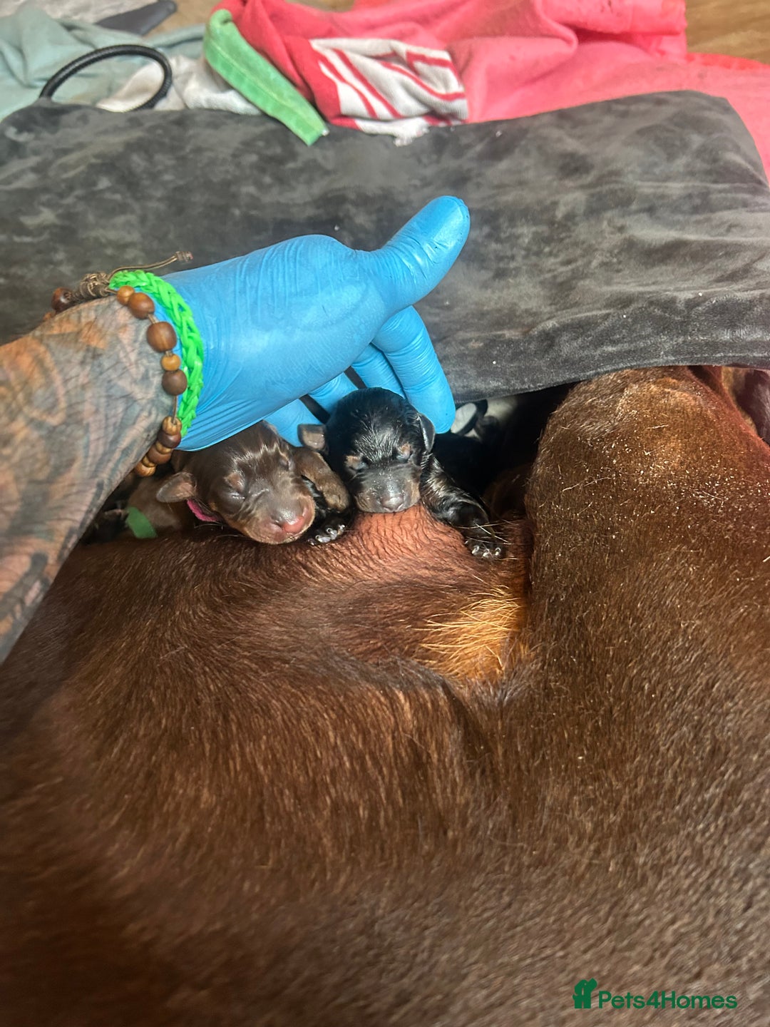 Dobermann dogs for sale: Dobermann puppies Champion bloodline, kc reg - Image 6
