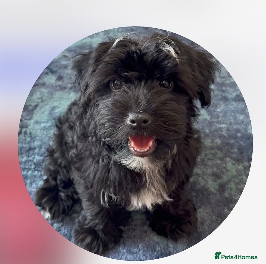 Yorkiepoo dogs Yorkiepoo Puppy Looking for His Forever Home 🐶❤️ - Advert 1