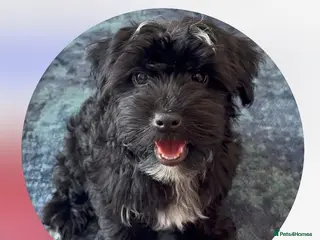 Yorkiepoo dogs Yorkiepoo Puppy Looking for His Forever Home 🐶❤️ - Advert 1
