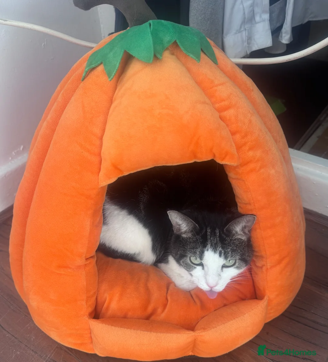 Mixed Breed cats for sale:  New Home Needed  - Advert 3