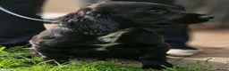 Cocker Spaniel dogs for sale: KC Registered working cocker spaniel male - Advert 1