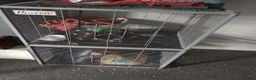 Ferret rodents for sale: Ferret in Cleethorpes - Advert 3