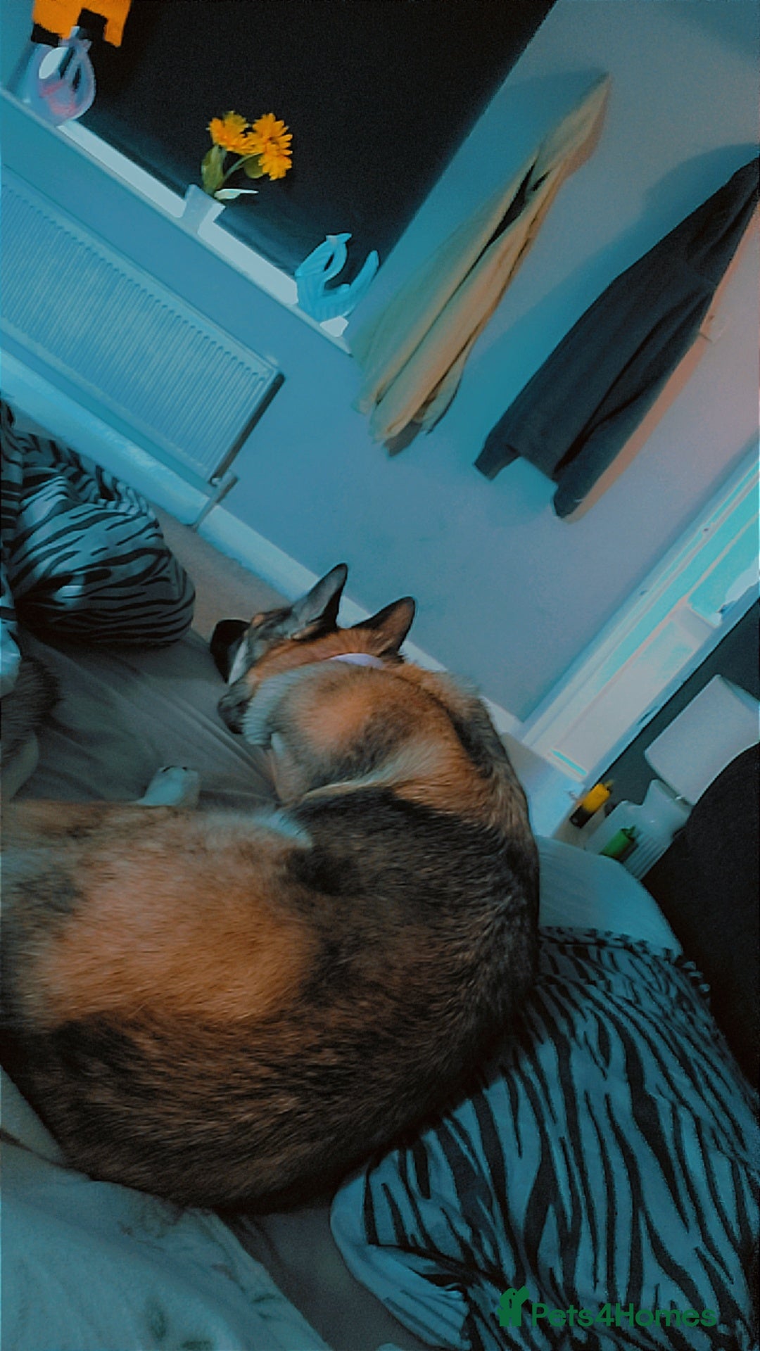 German Shepherd dogs for sale: Female German shepard  - Image 11