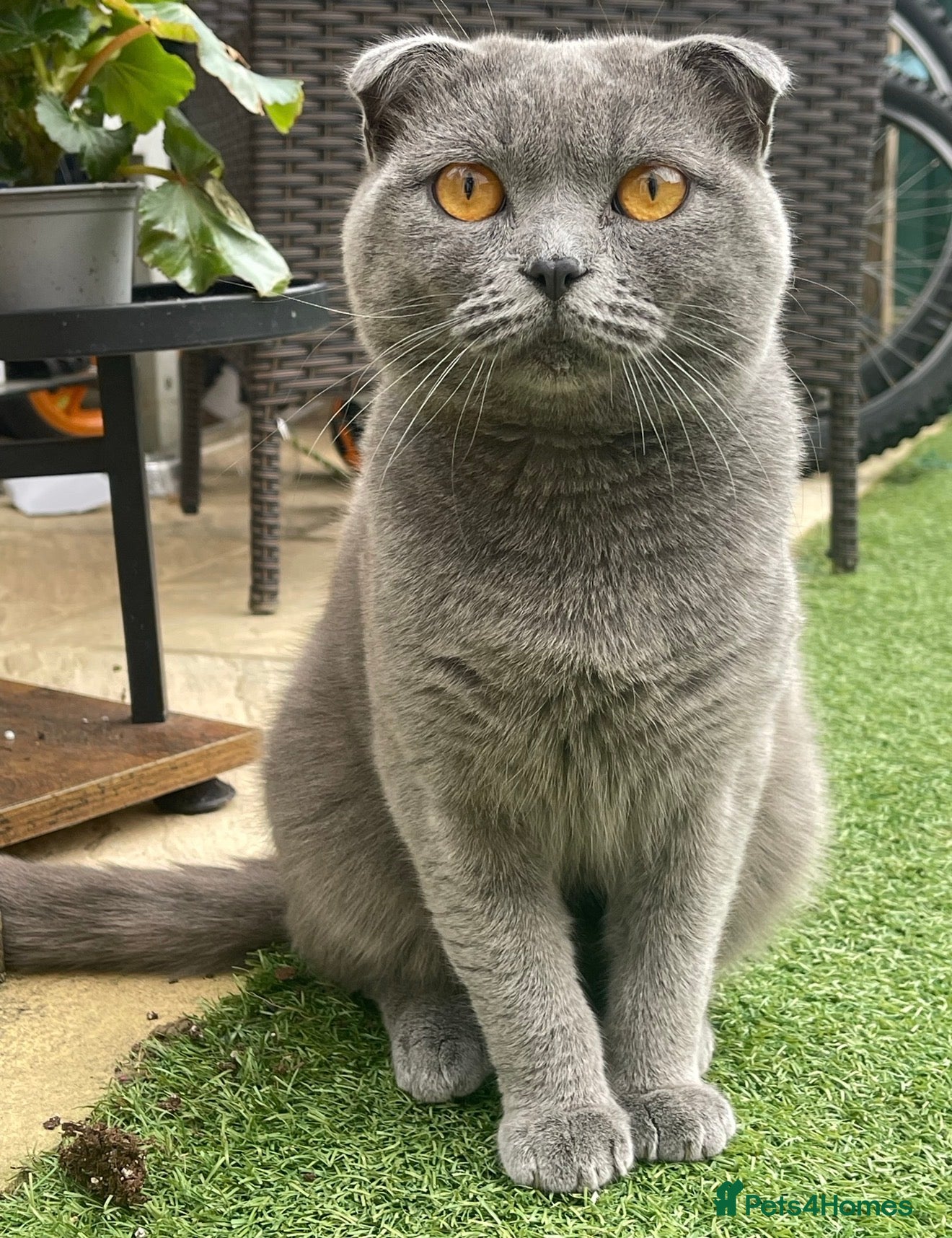 Scottish Fold cats for sale: 🐾  Adorable Scottish Fold Kittens  - Advert 11