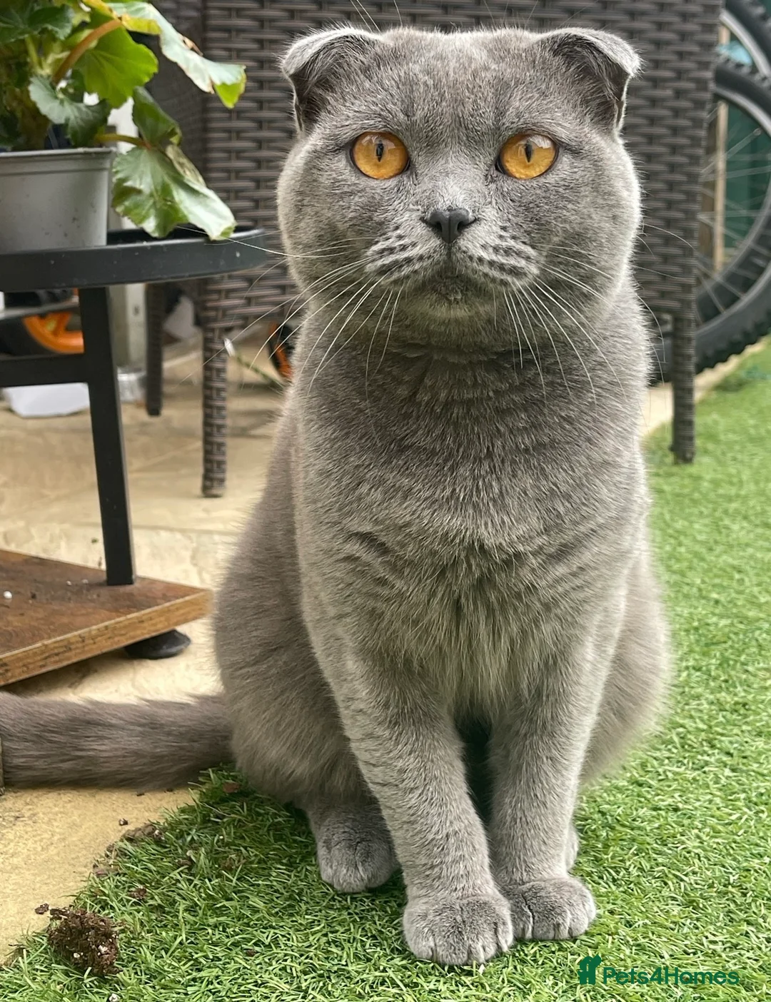 Scottish Fold cats for sale: 🐾  Adorable Scottish Fold Kittens  - Advert 12