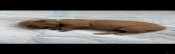 Goldador dogs for sale: 11 Beautiful Goldador puppies - Advert 22