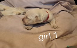 Golden Retriever dogs for sale: Golden retriever puppies  - Image 9