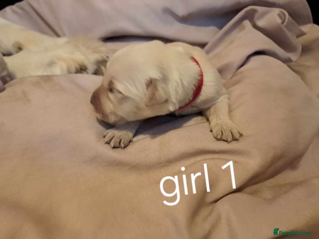 Golden Retriever dogs for sale: Golden retriever puppies  - Image 9
