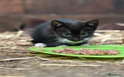 Mixed Breed cats for sale: Two adorable girl kittens - Image 5