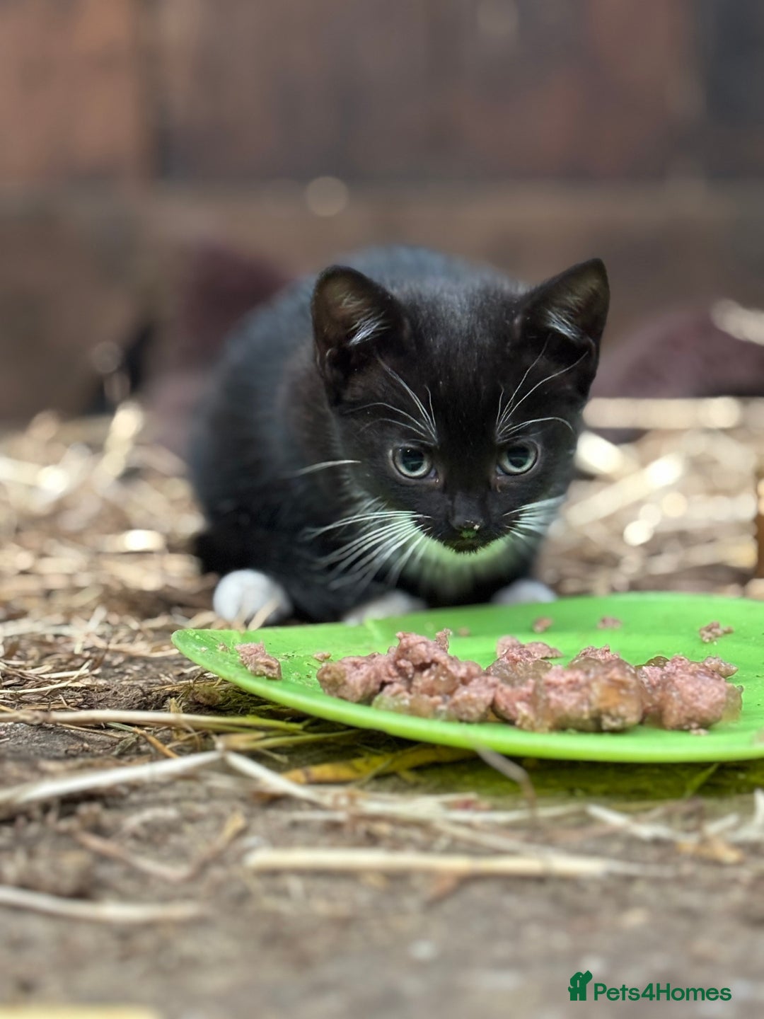 Mixed Breed cats for sale: Two adorable girl kittens - Image 5