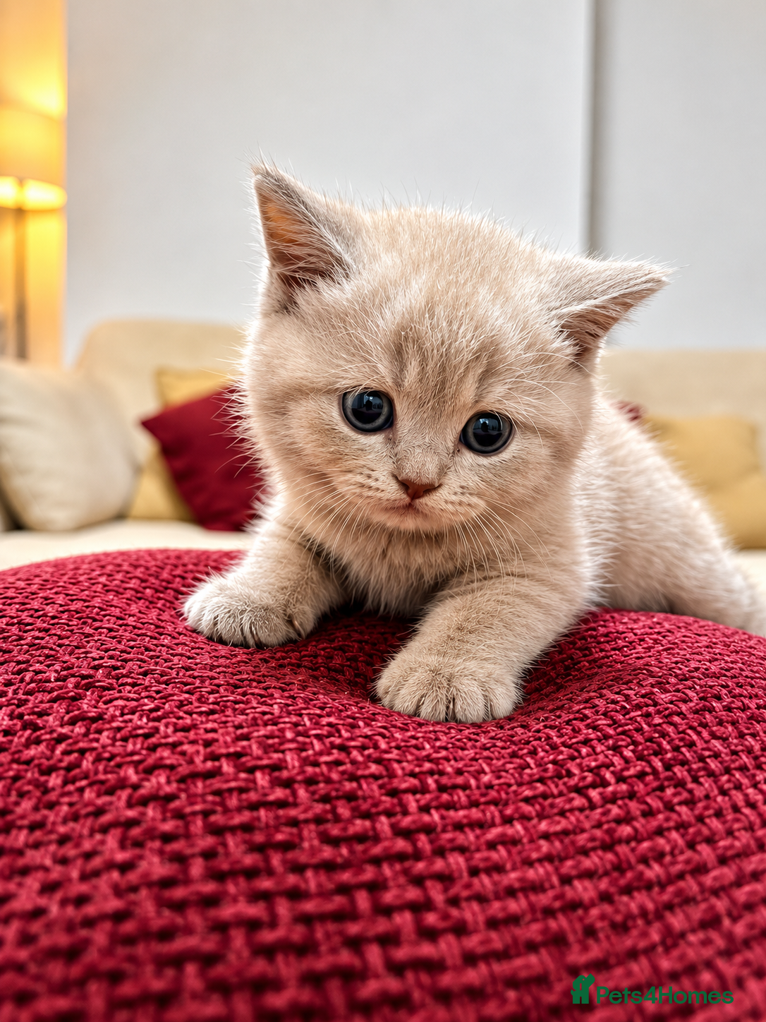 British Shorthair cats British Shorthair Lilac 🩶 - Advert 1