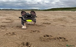 French Bulldog dogs for sale: 2 year old male French bulldog - Advert 2