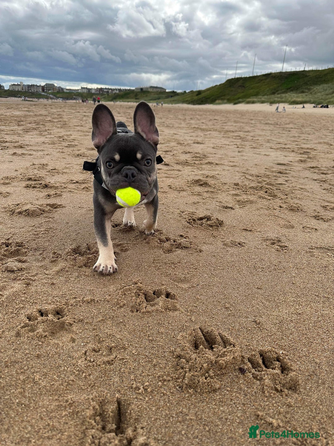 French Bulldog dogs for sale: 2 year old male French bulldog - Advert 2