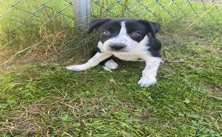 Border Collie dogs - Advert 3