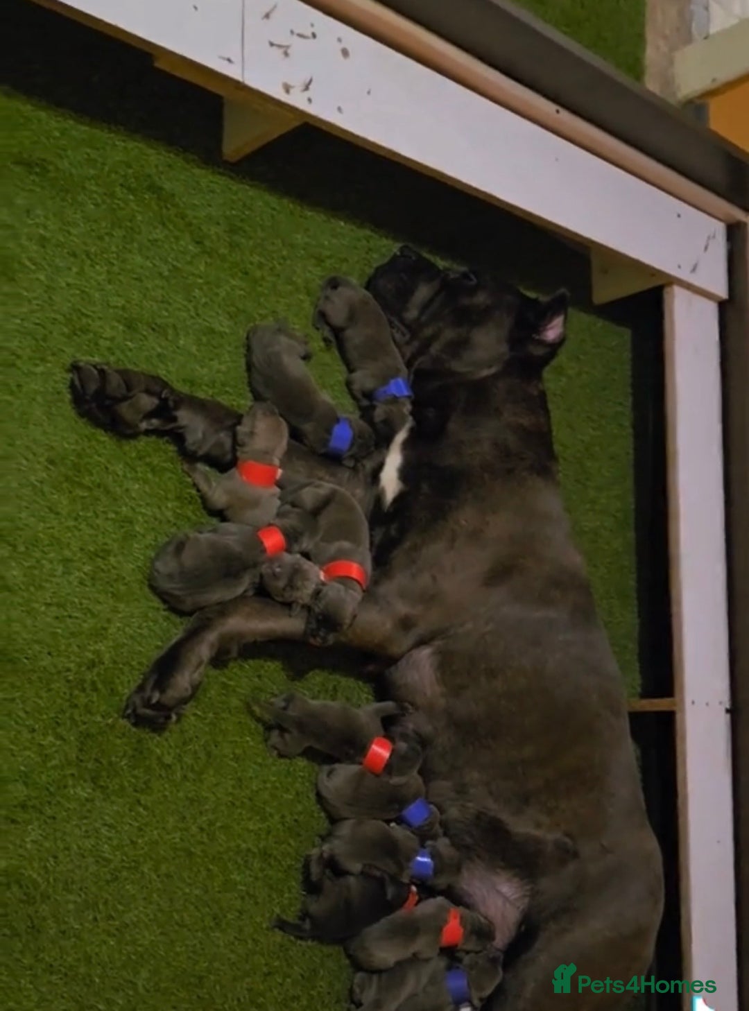 Cane Corso dogs for sale: Cane corso - Advert 2