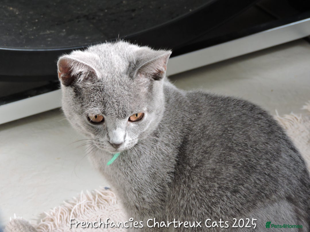 Chartreux cats for sale: Chartreux kittens  - Image 5